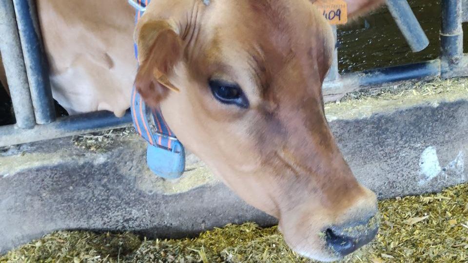Collar sensor and indoor barn scene with tracked cows